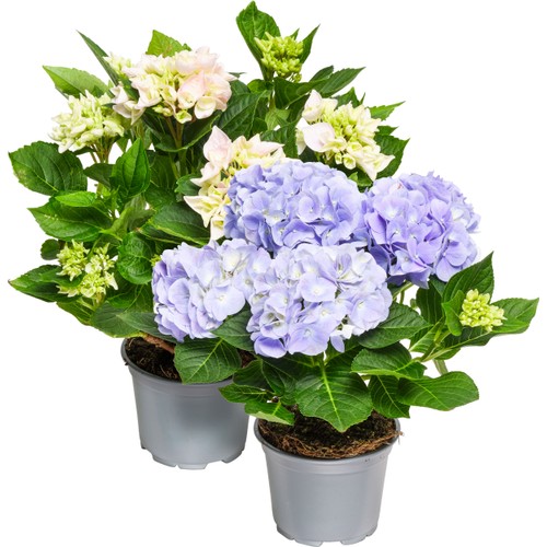 Hortensia 4-grenad 13cm kruka varierande färger ICA