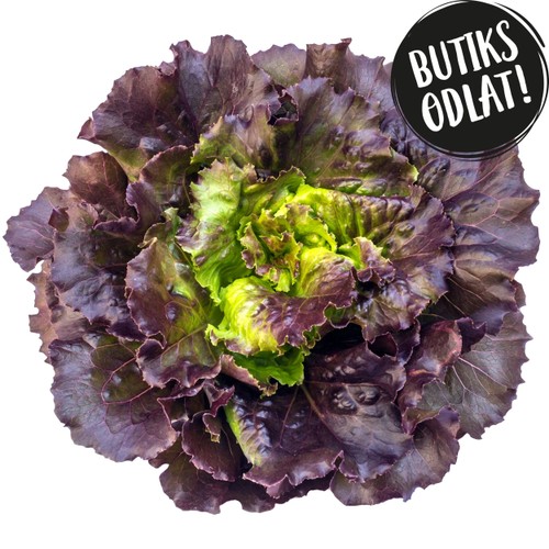 Röd Ekbladsallat 125g Butiksodlad