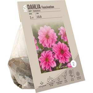 Dahlia Dark Leaf Fascination