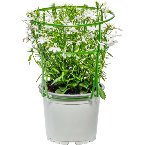 Lobelia vit 12cm