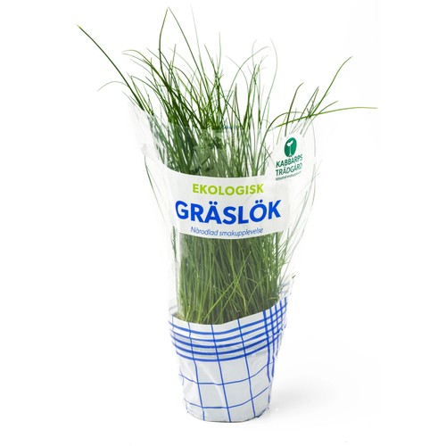 Gräslök Ekologisk 1-p Kabbarps Trädgård