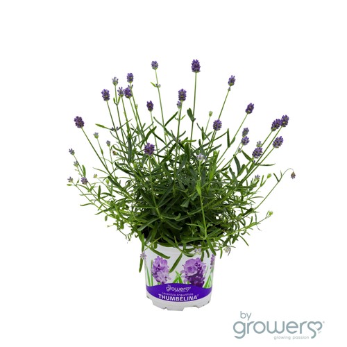Lavendel Tumbelina