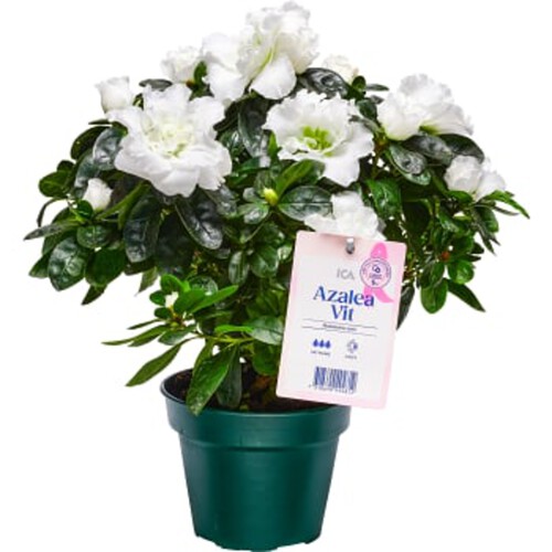 Azalea Rosa 12cm kruka Höjd 23cm Rosa Bandet ICA