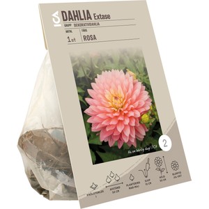 Dahlia decorative Extase ICA Garden