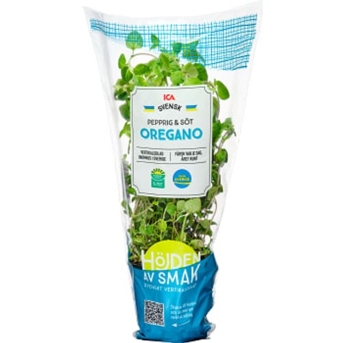 Oregano vertikalodlad 1-p Klass 1 ICA