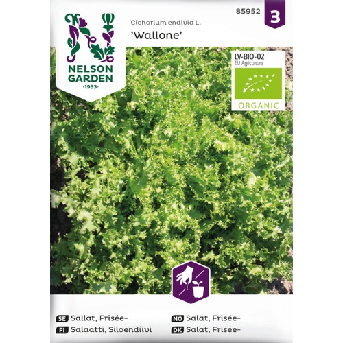 Sallat, Frisée, Wallone, Organic Nelson Garden