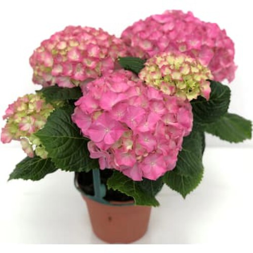 Hortensia 3-6 grenad 12cm kruka Höjd 30cm varierande färger