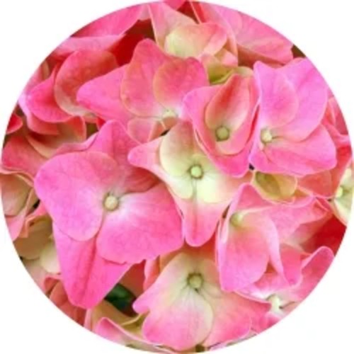 Trädgårdshortensia 21 cm rosa