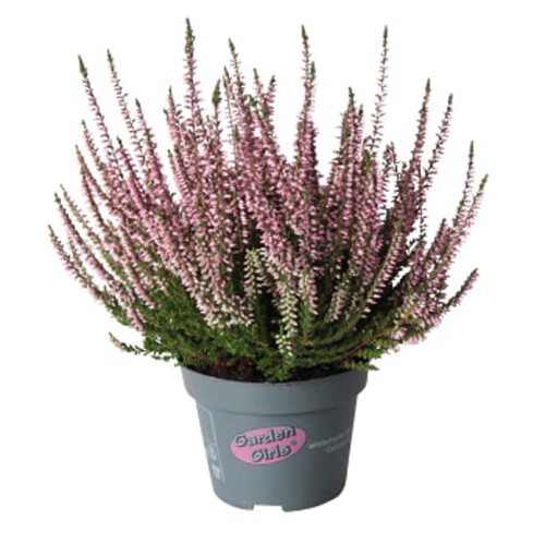 Ljung Calluna Rosa 10,5 cm