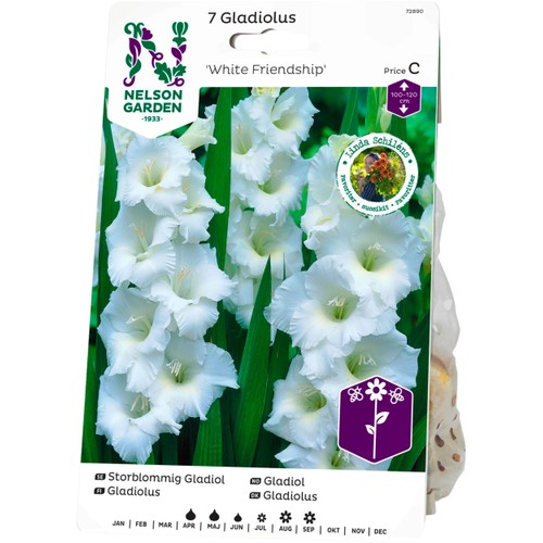 Vårlök Gladiol Storblommig White Friendship Vit 1st Nelson Garden