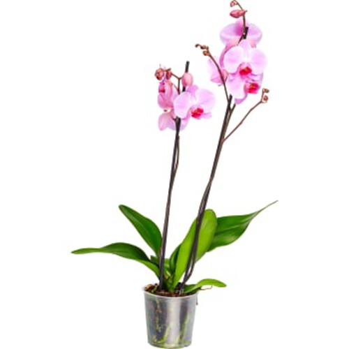 Phalaenopsis 2 stäng mix 12 cm