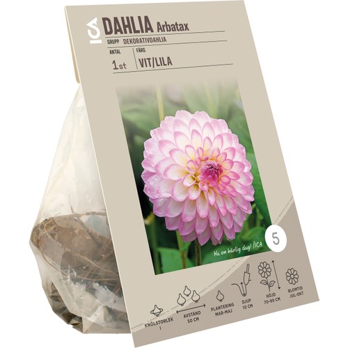 Dahlia Arbatax