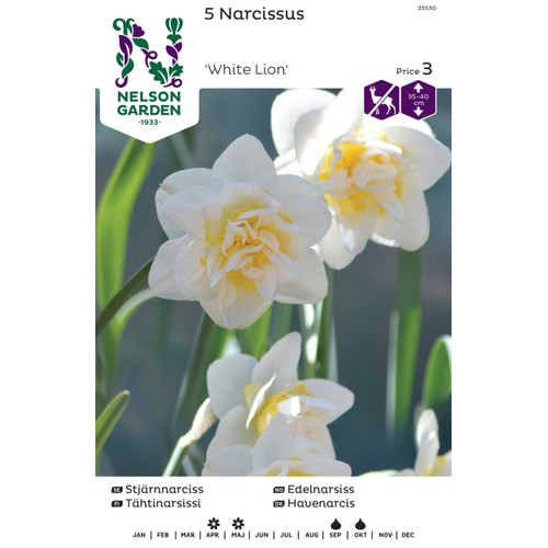 Höstlök Stjärnnarciss Vit/Gul 1st Nelson Garden