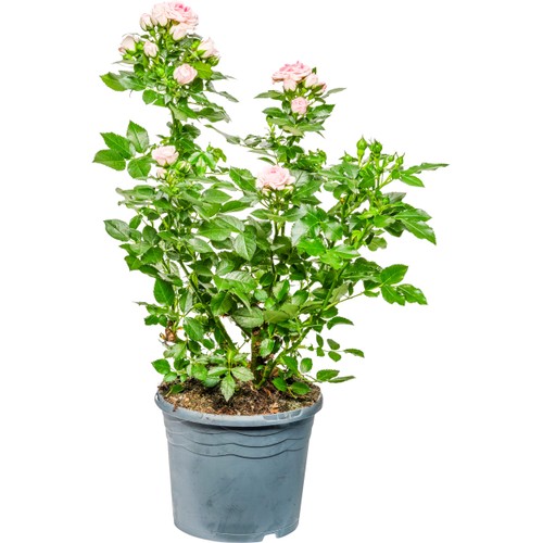 Trädgårdsros 17 cm