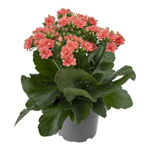 Kalanchoe 10,5cm Aprikos