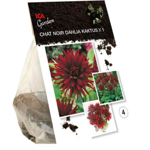 Dahlia Cactus Chat Noir röd ICA Garden