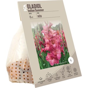 Gladiol Comedie röd ICA Garden