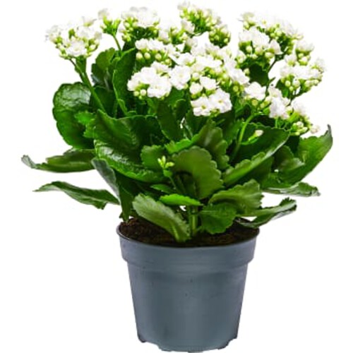 Kalanchoe dubbelblommande 13cm kruka Höjd 30cm varierande färger