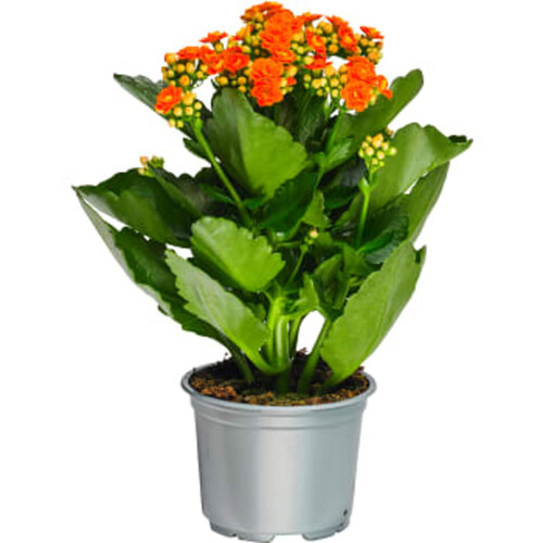 Kalanchoe dubbelblommande 10,5cm kruka Höjd 26cm orange