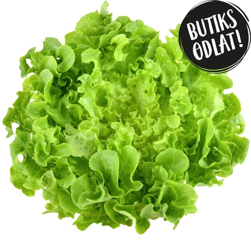 Grön Ekbladsallat 125g Butiksodlad