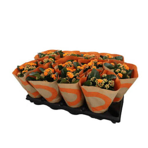 Kalanchoe dubbelblommande 10,5cm kruka Höjd 26cm orange