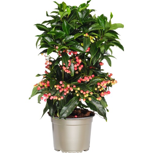Ardisia med röda bär 14cm kruka höjd ca 35cm