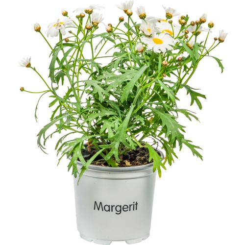 Margerit i kruka 1st vita