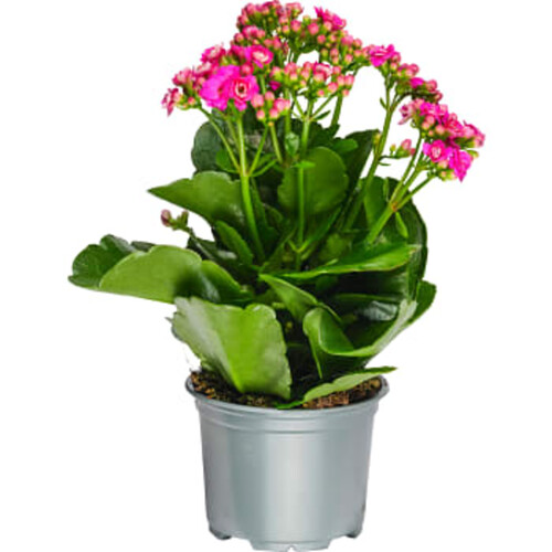 Kalanchoe dubbelblommande 10,5cm kruka Höjd 26cm varierande färger