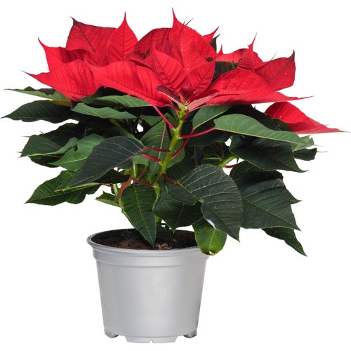 Julstjärna 3-4 grenad med glitter 11cm kruka Höjd 18cm röd
