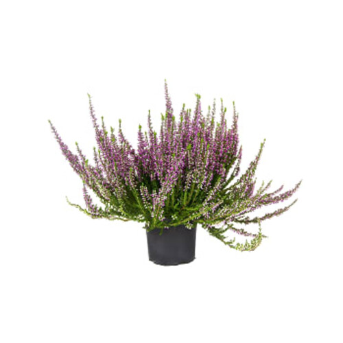 Ljung Calluna, 10cm varierande färger