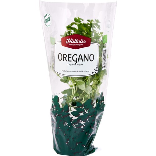 Oregano Kruka KRAV Hällnäs Handelsträdgård