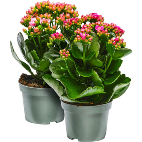 Kalanchoe RB 10,5cm mix