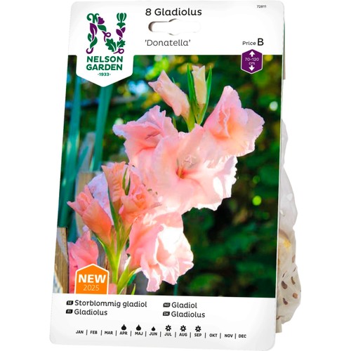 Vårlök Gladiol Storblommig Donatella 1st Nelson Garden