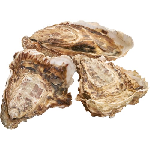 Ostron