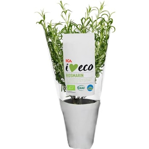 Rosmarin Ekologisk 1-p KRAV ICA I love eco