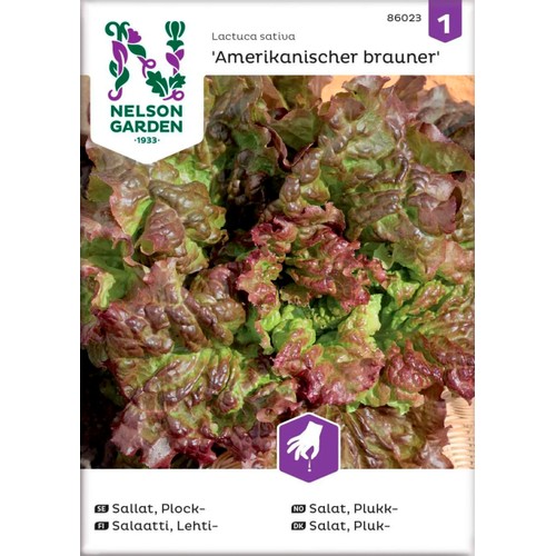 Sallat Plock Amerikanischer Brau 1-p Nelson Garden