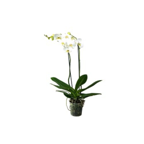 Orkide, 11cm varierande färger