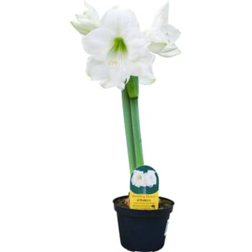 Amaryllis vit 13cm