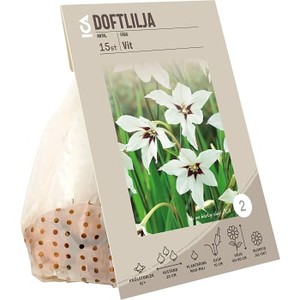 Doftlilja Vit 1-p ICA Garden
