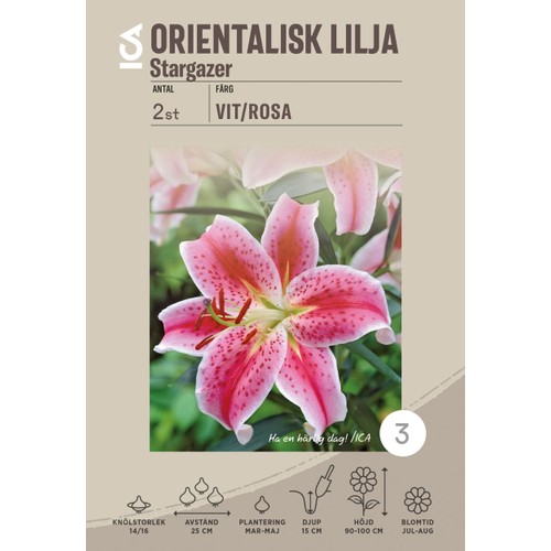 Gladiolus Fidelio rosa