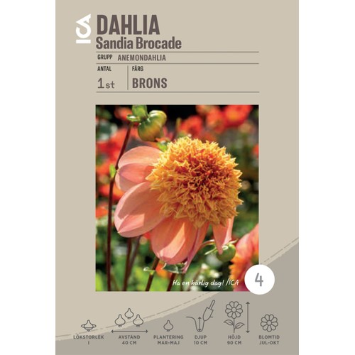 Dahlia Sandia Broccade 1-p ICA