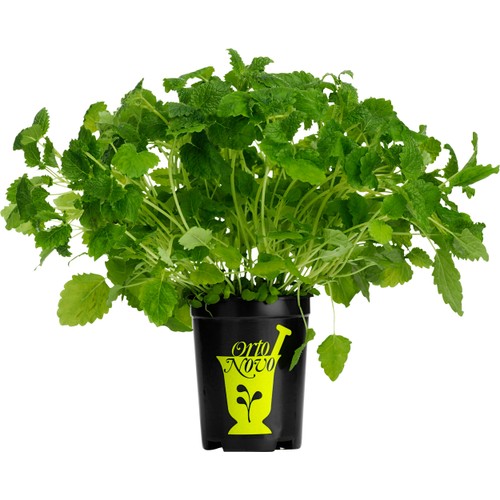 Citronmeliss i kruka 1-p KRAV Orto Novo
