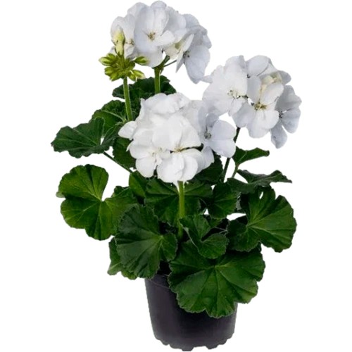 Pelargon zonale vit 12cm