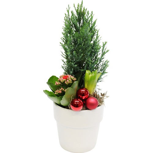 Arrangemang Jul Röda Korset traditionell (5 kr till RK) vit eller röd kruka ICA 
