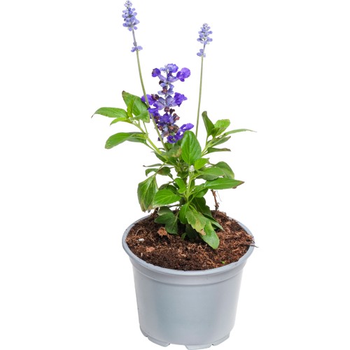 Daggsalvia 12 cm ICA