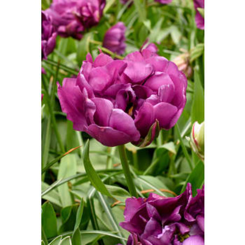 Tulipa Negrita Double