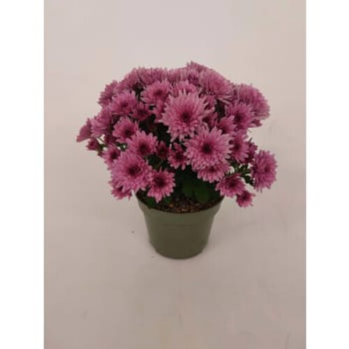 Krysantemum special 10,5cm kruka Höjd 23cm varierande färger
