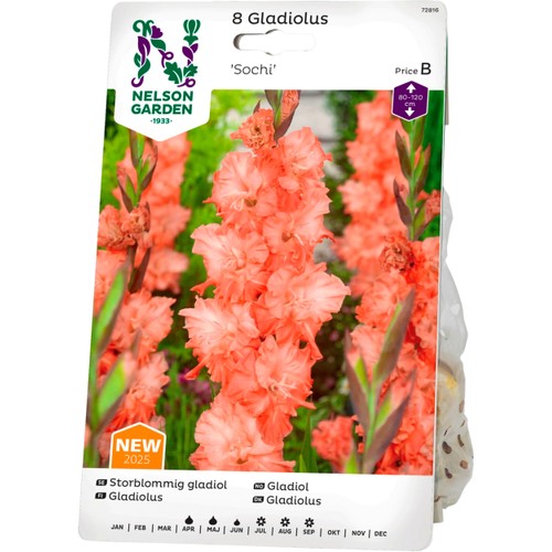 Vårlök Gladiol Storblommig Sochi 1st Nelson Garden