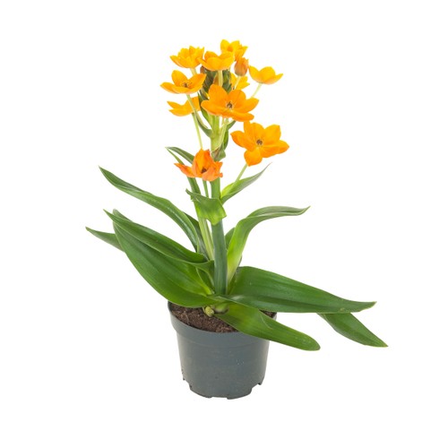 Orange stjärnlök 10,5cm