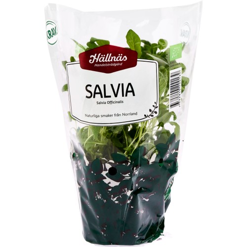 Salvia Kruka KRAV Hällnäs Handelsträdgård